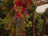Grapevine Canopy decorated at a vineyard