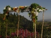 birch poles with glads, orchids