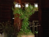 growing ivy candelabra small