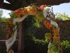 kiwi vine arch with glads, orchids