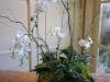 potted phaeleonopsis orchids on guestbook table