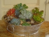 succulents in low galvanized pail